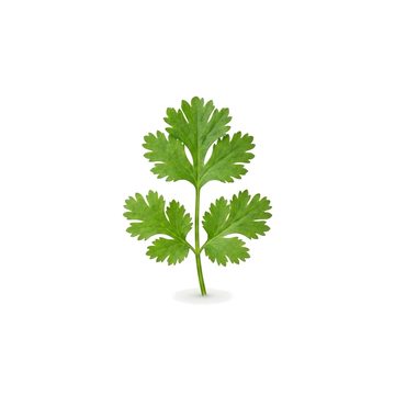 Cilantro Sprig