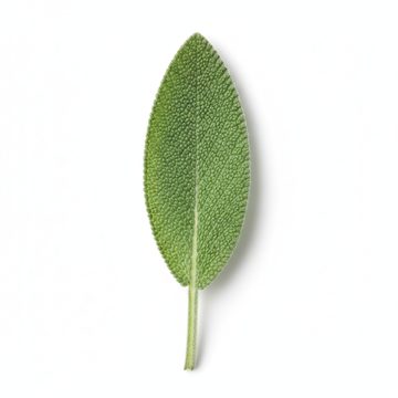 Sage Leaf
