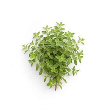 牛至枝