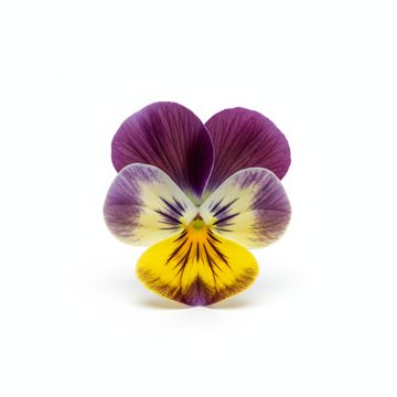 Pansy Flower