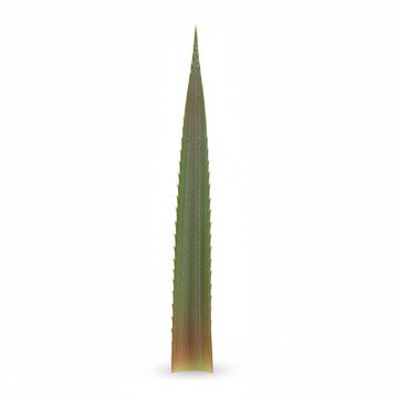Pineapple Leaf