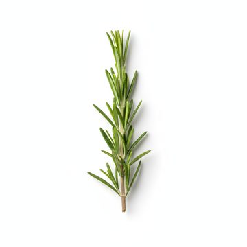 迷迭香枝