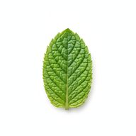 Mint Leaf
