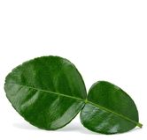 Fresh Kaffir Lime Leaf