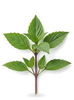Thai Basil Leaf