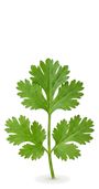 Cilantro Sprig