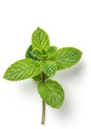 Mint Sprig