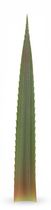 Pineapple Leaf