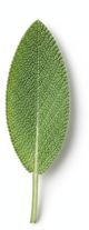 Sage Leaf