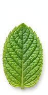 Mint Leaf