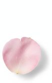 粉红玫瑰花瓣