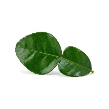 Fresh Kaffir Lime Leaf
