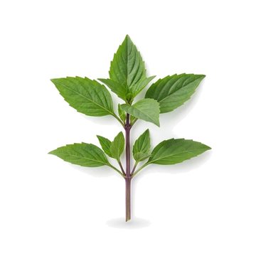 Thai Basil Leaf