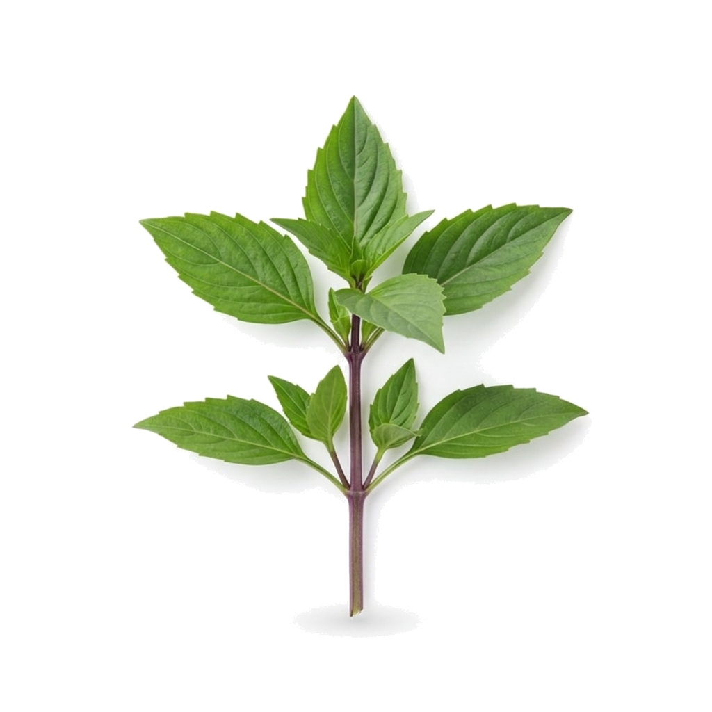 Thai Basil Leaf