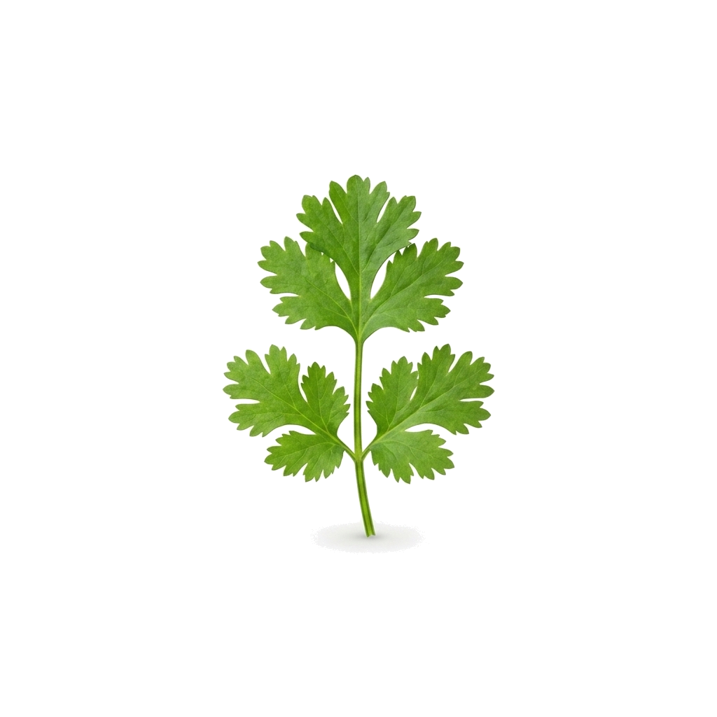 Cilantro Sprig
