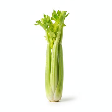 Celery Stalk