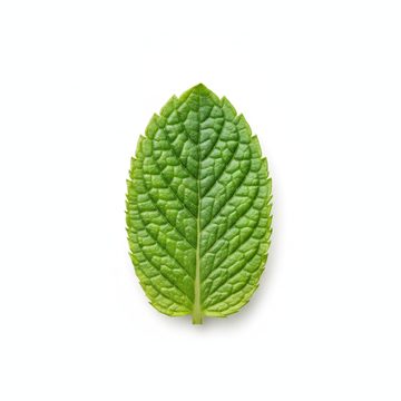 Mint Leaf