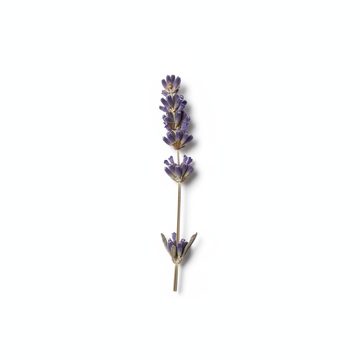 Dried Lavender Sprig