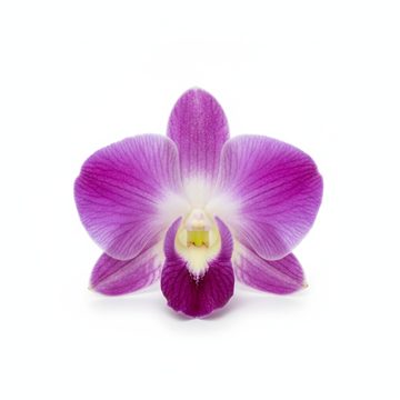 Edible Orchid
