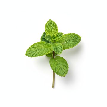 Mint Sprig