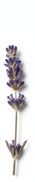 Dried Lavender Sprig