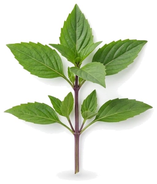 Thai Basil Leaf