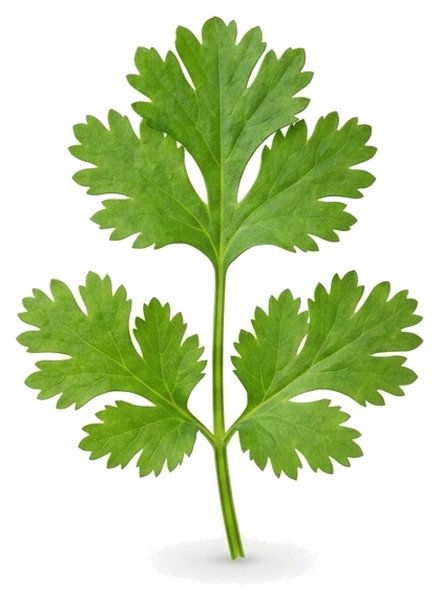 Cilantro Sprig