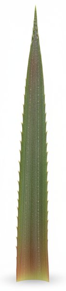 Pineapple Leaf