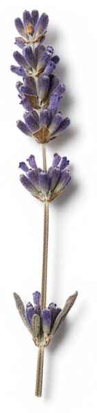 干薰衣草枝
