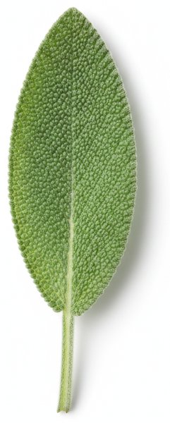 鼠尾草叶