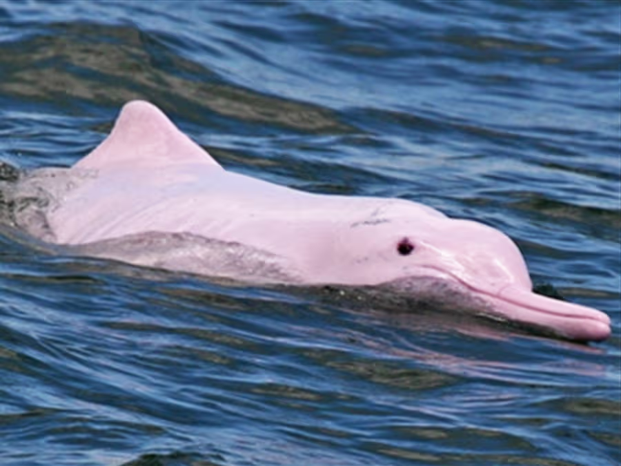 10 aniversario, máquina de café expreso rosa «de la suerte»